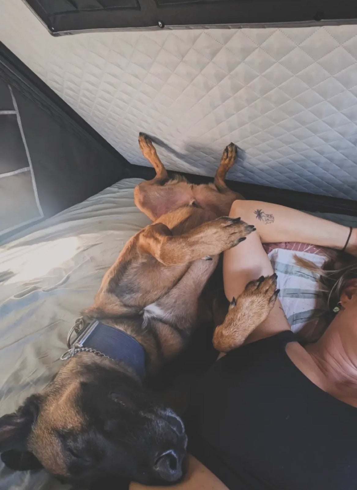 Customer photo of a dog relaxing inside a rooftop tent